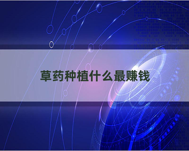 草药种植什么最赚钱