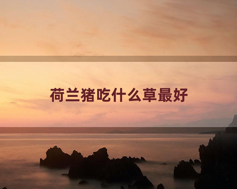 荷兰猪吃什么草最好