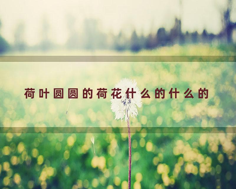 荷叶圆圆的荷花什么的什么的