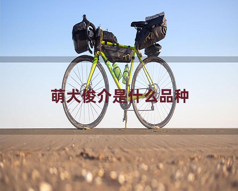 萌犬俊介是什么品种