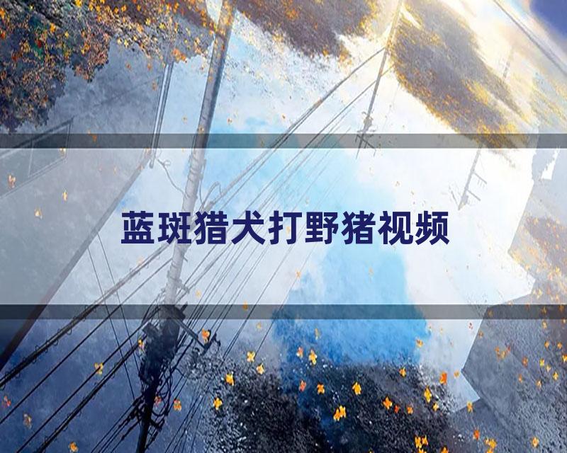 蓝斑猎犬打野猪视频