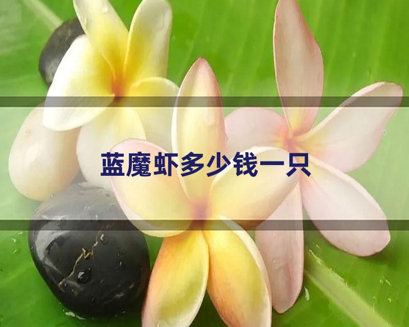 蓝魔虾多少钱一只