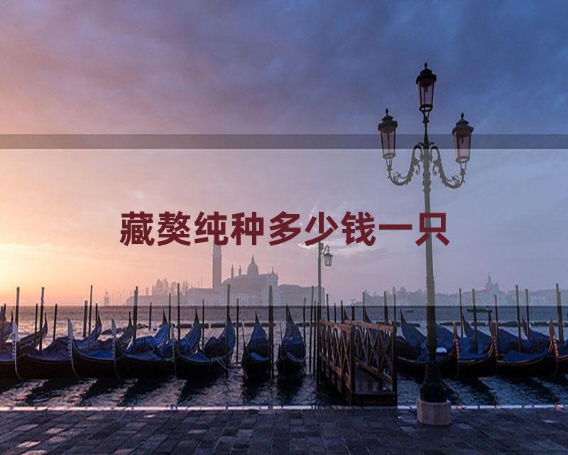 藏獒纯种多少钱一只