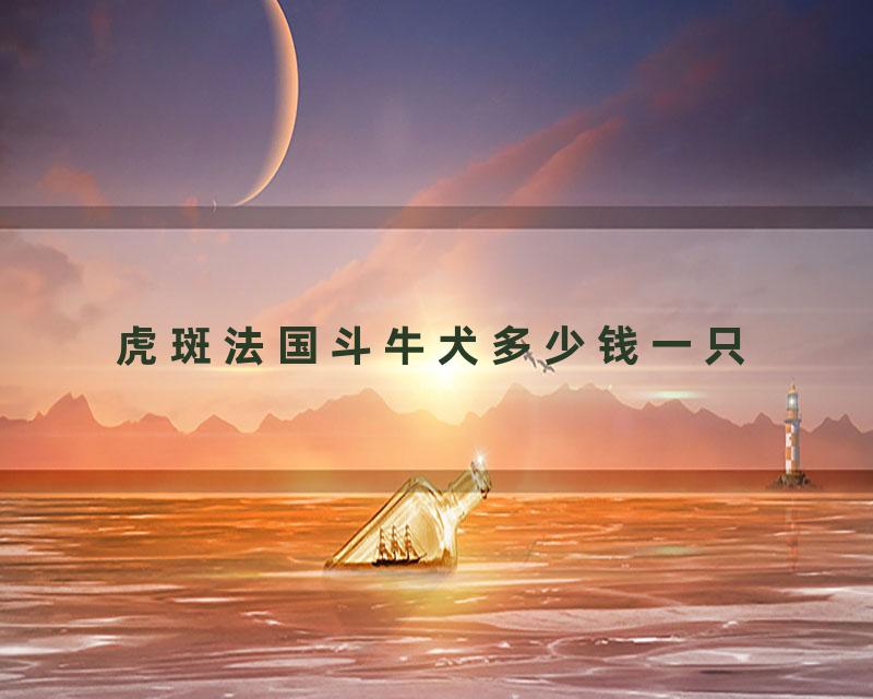 虎斑法国斗牛犬多少钱一只