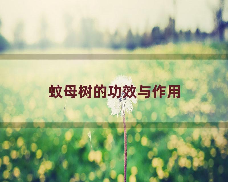 蚊母树的功效与作用