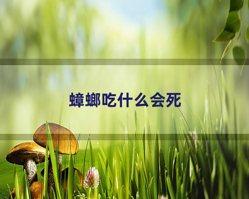 蟑螂吃什么会死