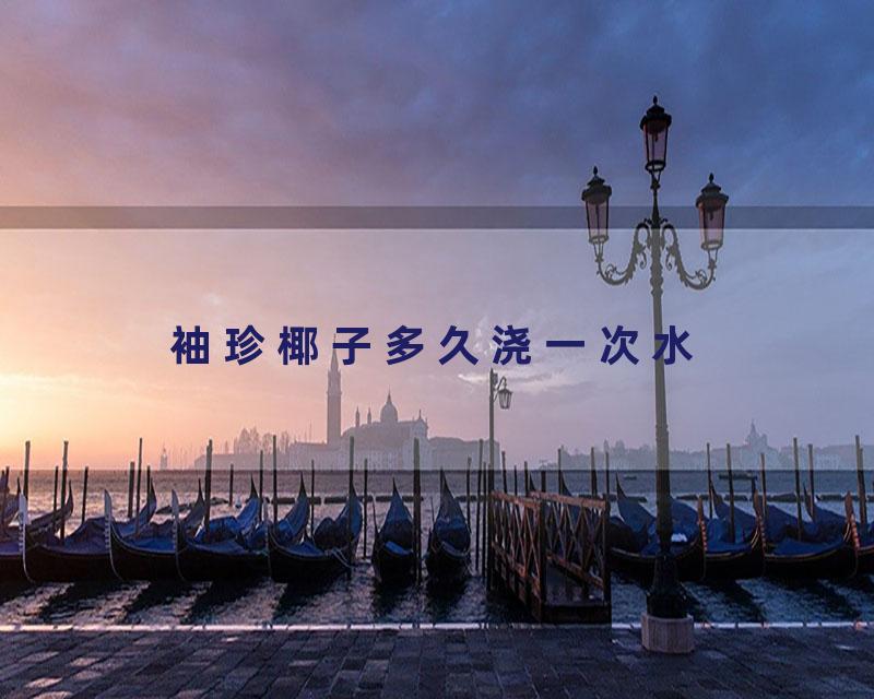 袖珍椰子多久浇一次水