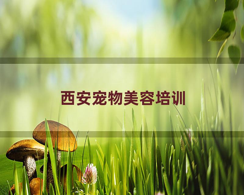 西安宠物美容培训
