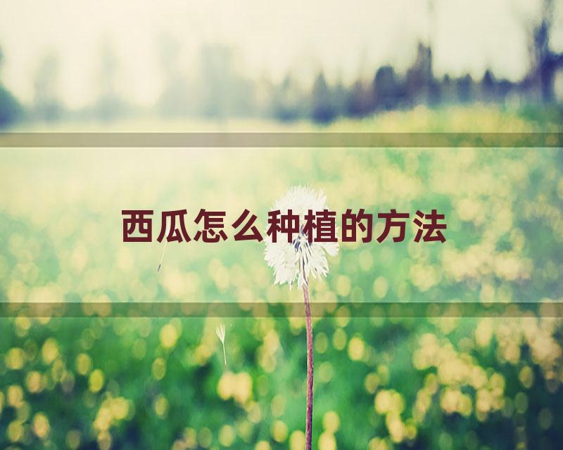 西瓜怎么种植的方法