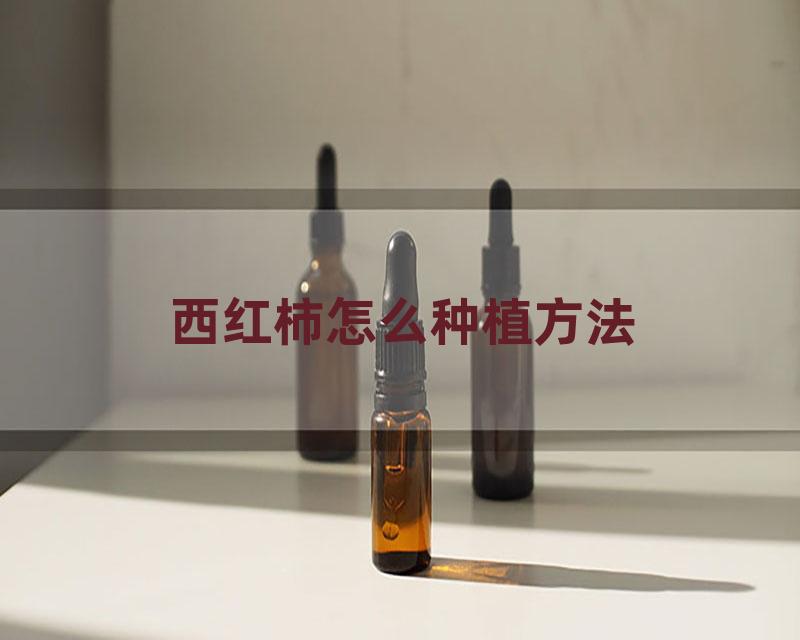 西红柿怎么种植方法
