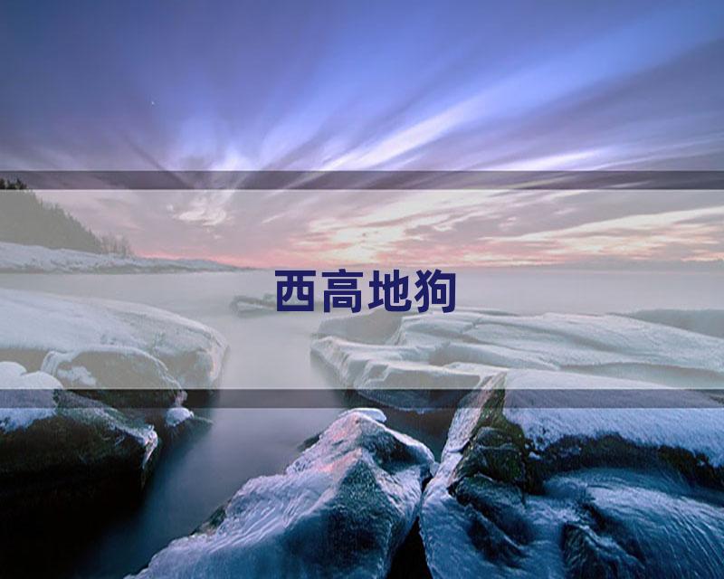 西高地狗