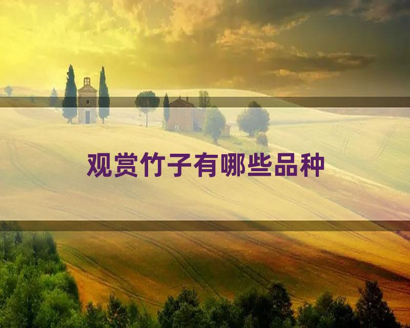 观赏竹子有哪些品种