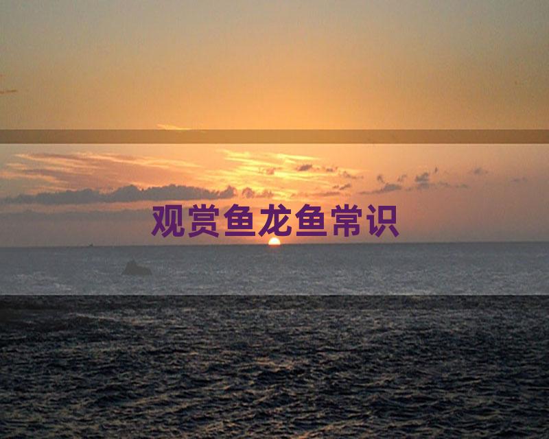 观赏鱼龙鱼常识