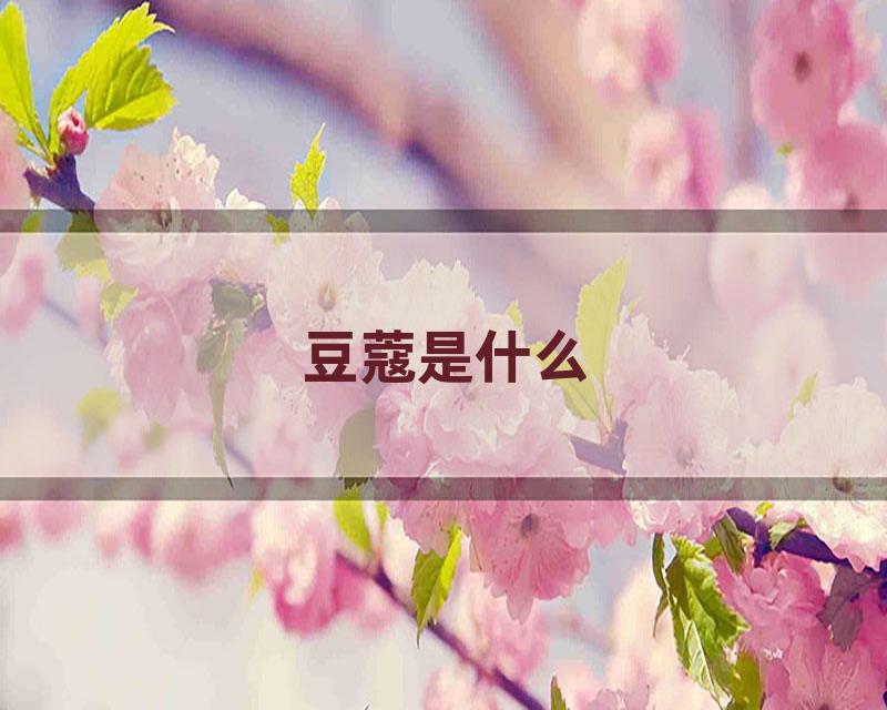 豆蔻是什么