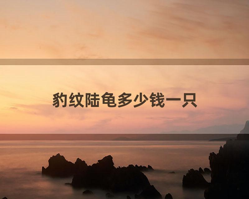 豹纹陆龟多少钱一只