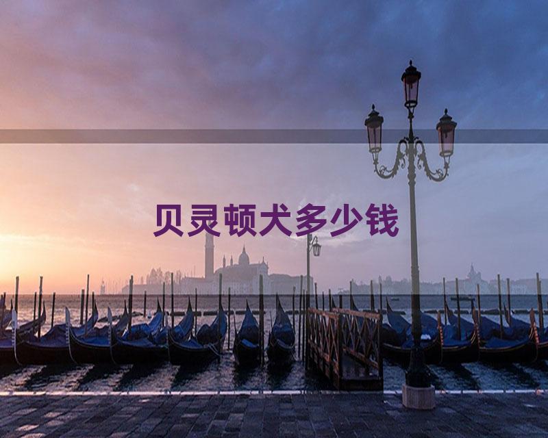 贝灵顿犬多少钱