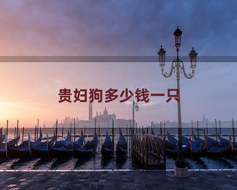 贵妇狗多少钱一只
