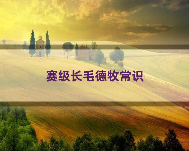 赛级长毛德牧常识