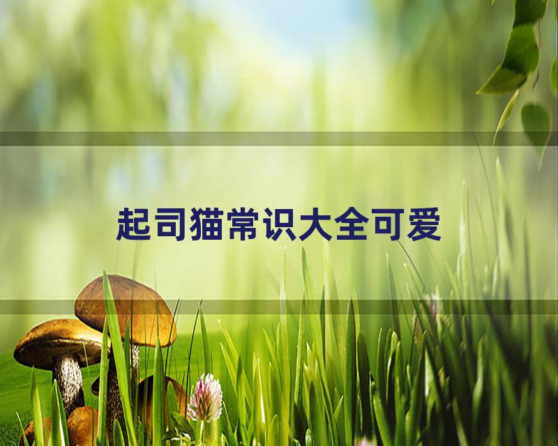 起司猫常识大全可爱