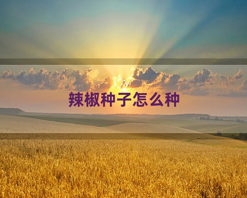 辣椒种子怎么种