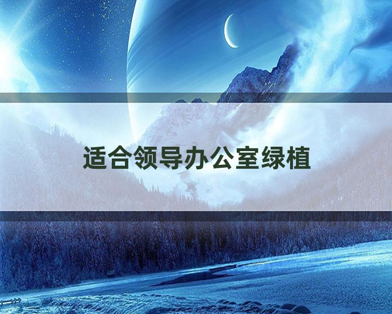 适合领导办公室绿植