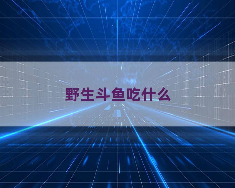 野生斗鱼吃什么
