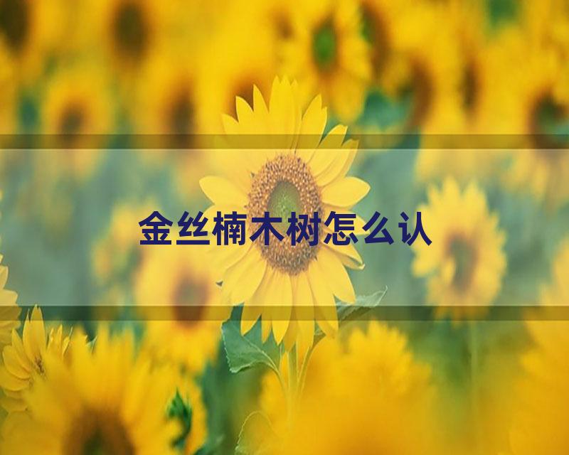 金丝楠木树怎么认