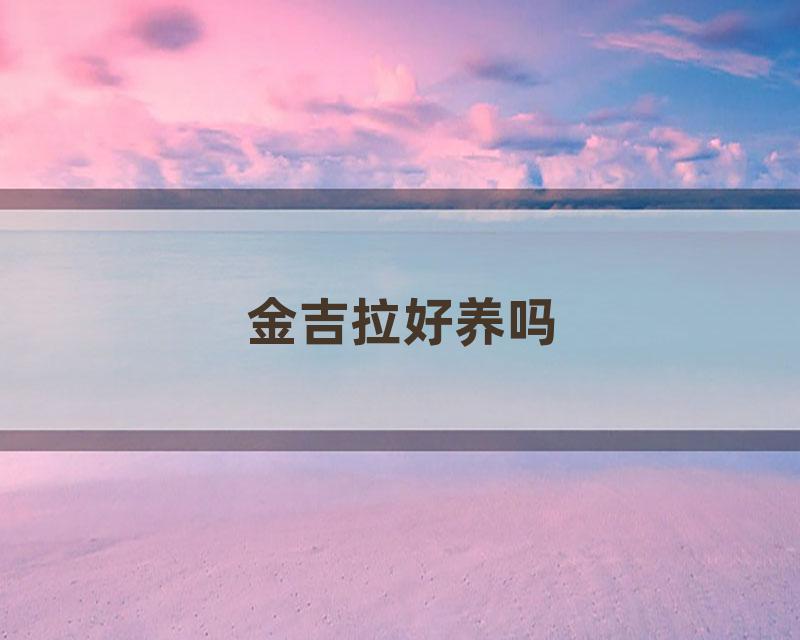 金吉拉好养吗