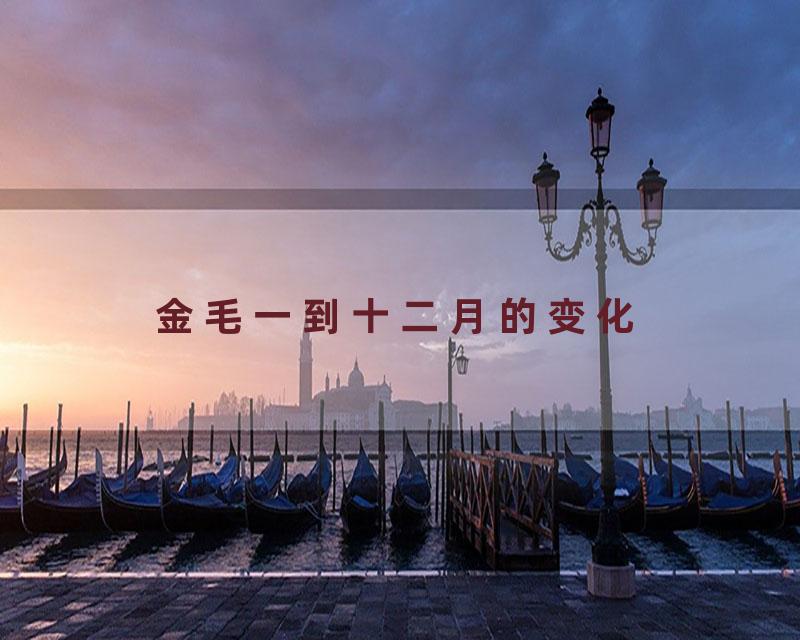 金毛一到十二月的变化