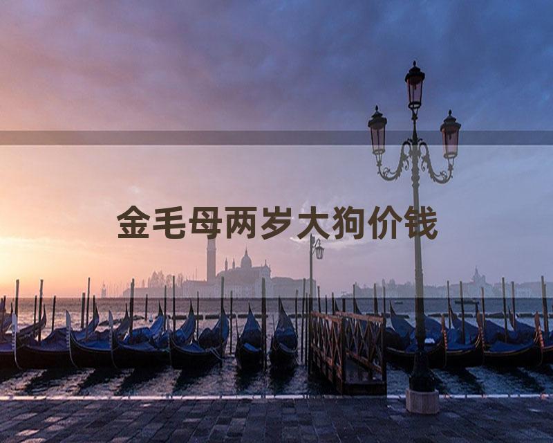 金毛母两岁大狗价钱