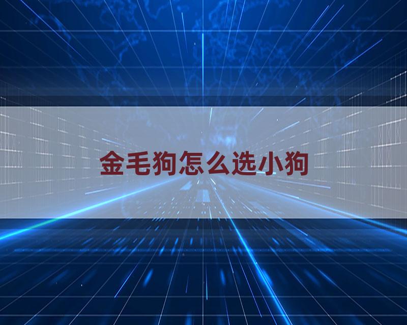 金毛狗怎么选小狗