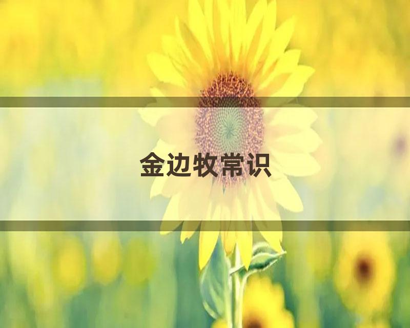 金边牧常识