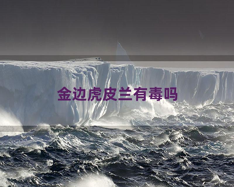 金边虎皮兰有毒吗