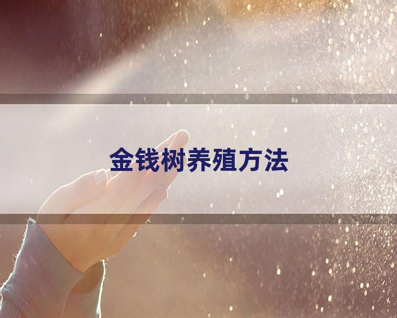 金钱树养殖方法