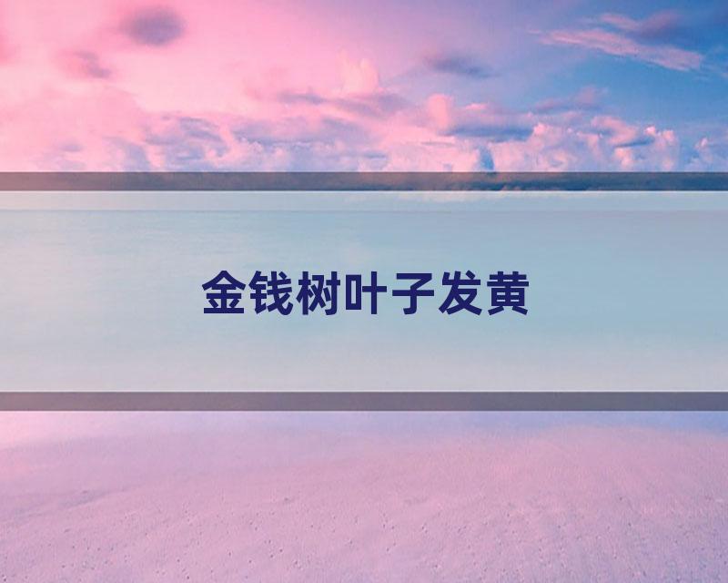 金钱树叶子发黄