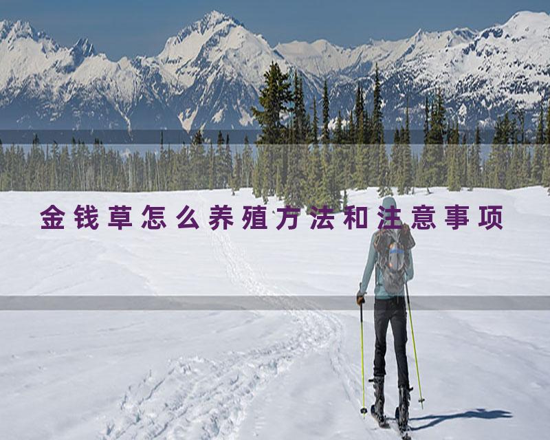 金钱草怎么养殖方法和注意事项