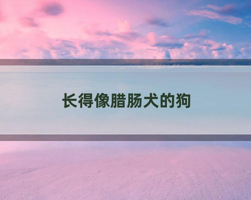 长得像腊肠犬的狗