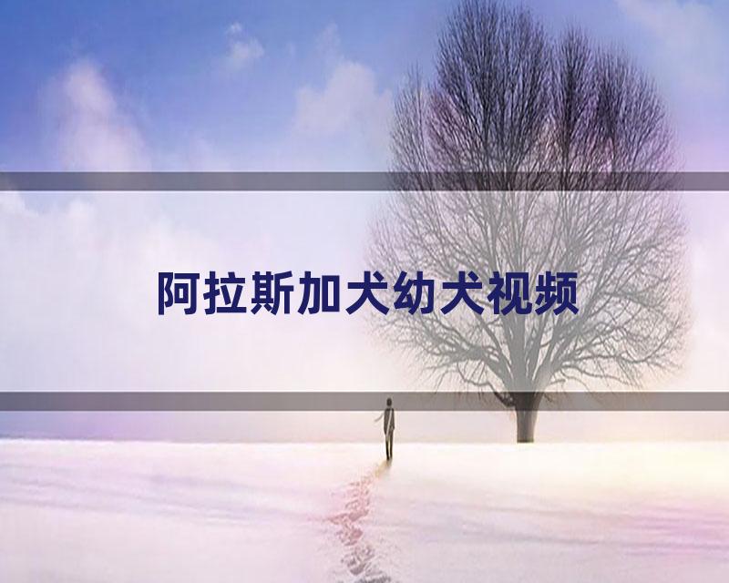 阿拉斯加犬幼犬视频