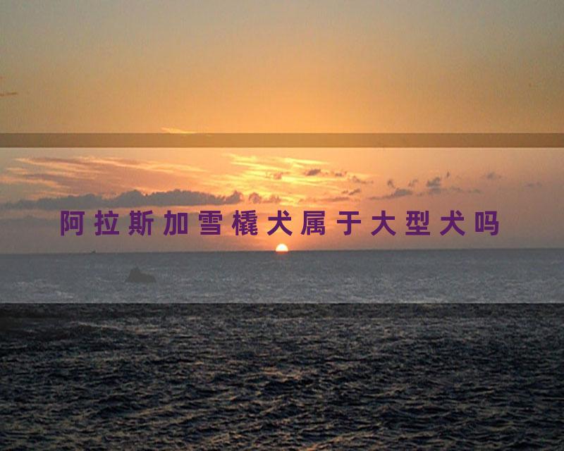 阿拉斯加雪橇犬属于大型犬吗