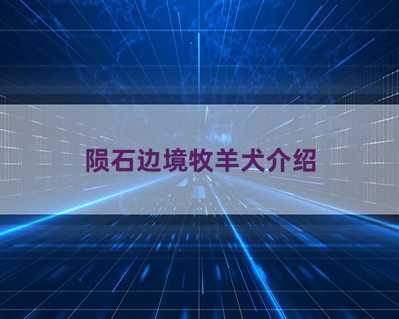 陨石边境牧羊犬介绍