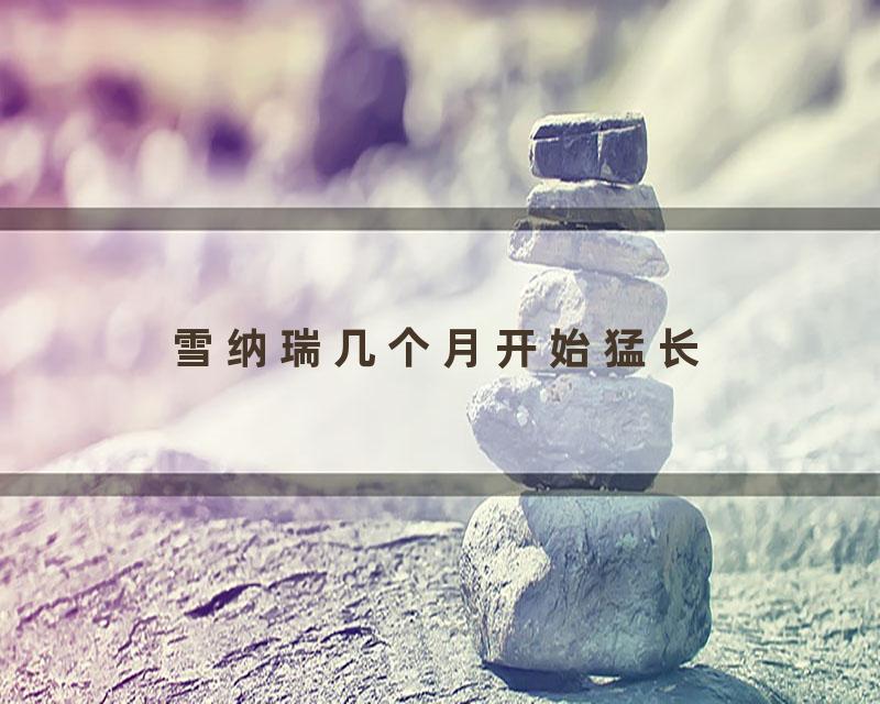雪纳瑞几个月开始猛长