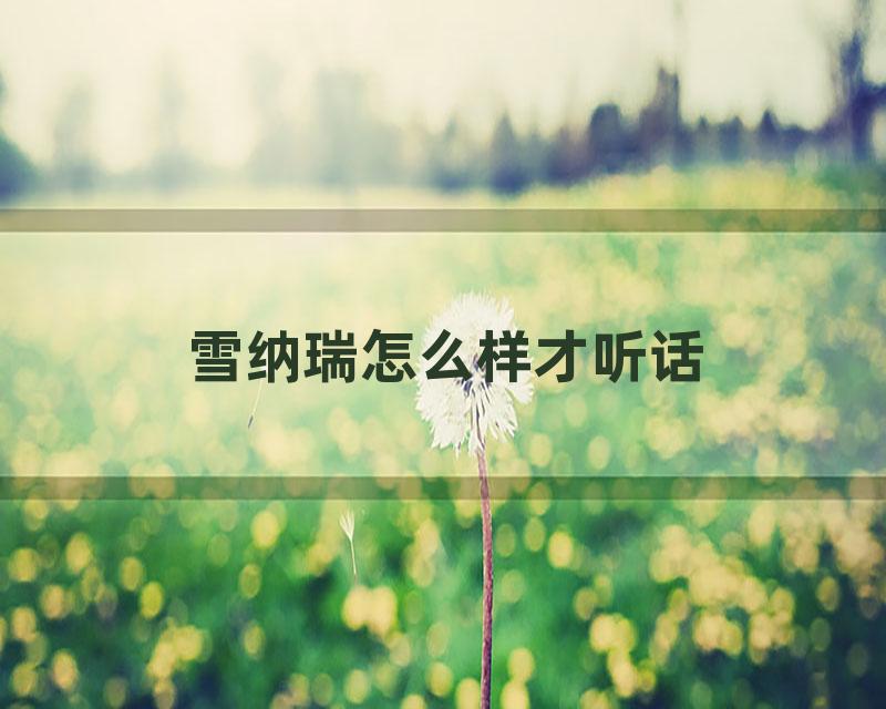 雪纳瑞怎么样才听话