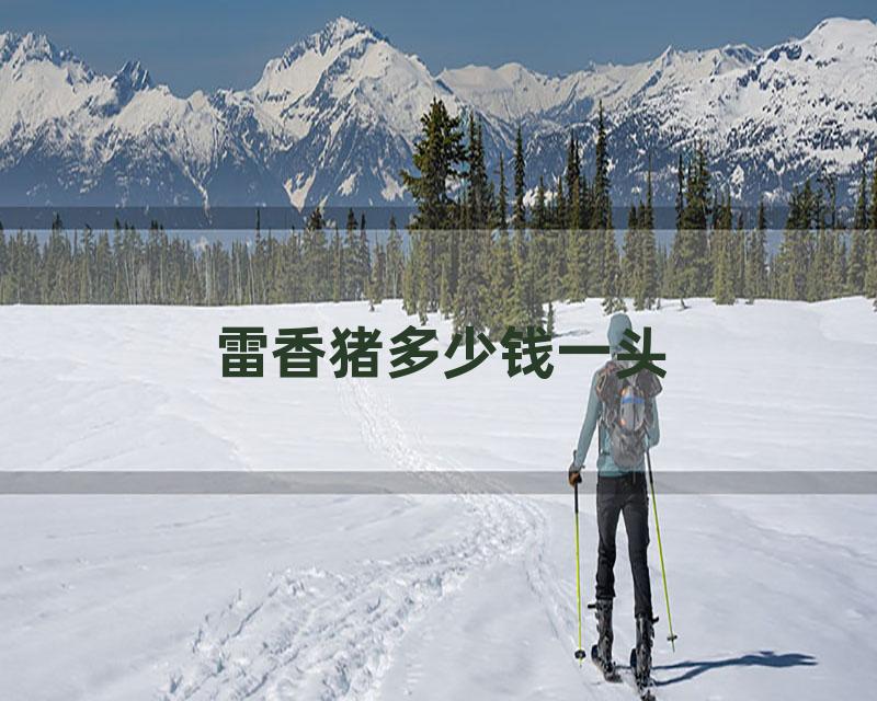 雷香猪多少钱一头