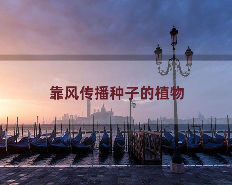 靠风传播种子的植物