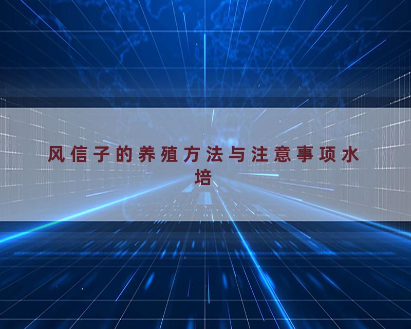 风信子的养殖方法与注意事项水培