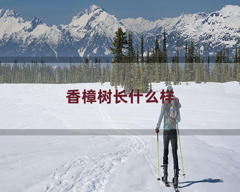 香樟树长什么样