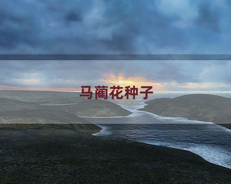 马蔺花种子