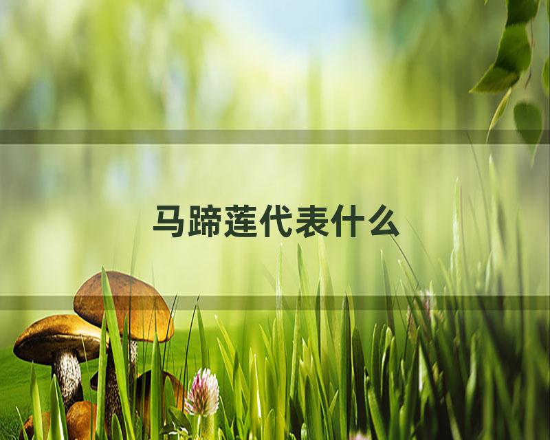 马蹄莲代表什么