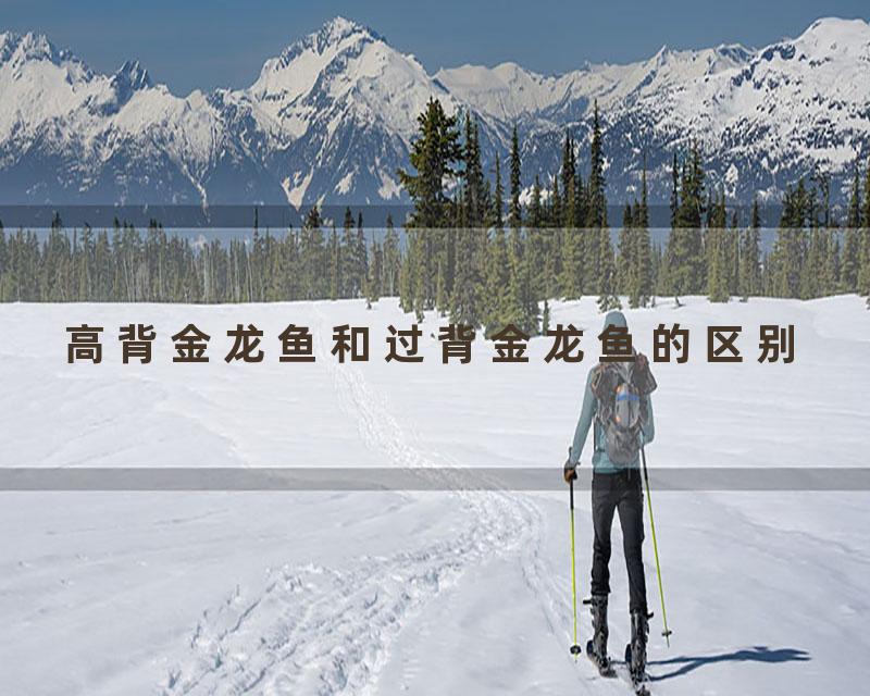 高背金龙鱼和过背金龙鱼的区别