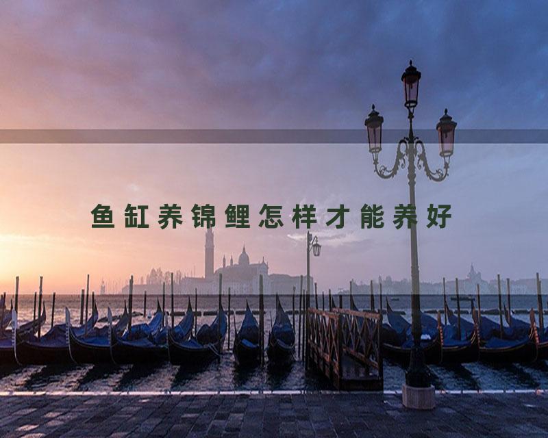 鱼缸养锦鲤怎样才能养好